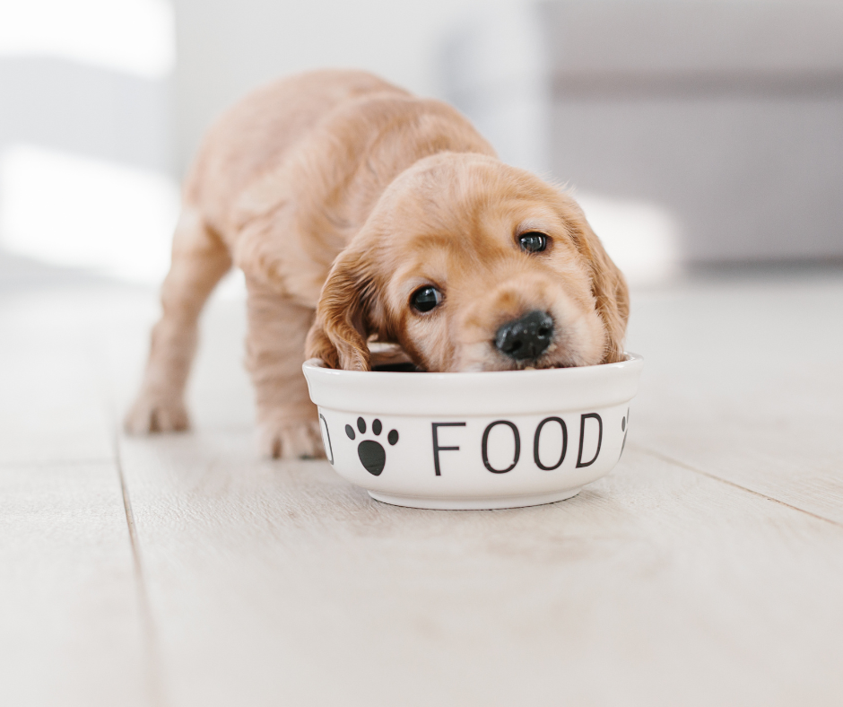 Nutrition Basics- How Much Do I Feed?