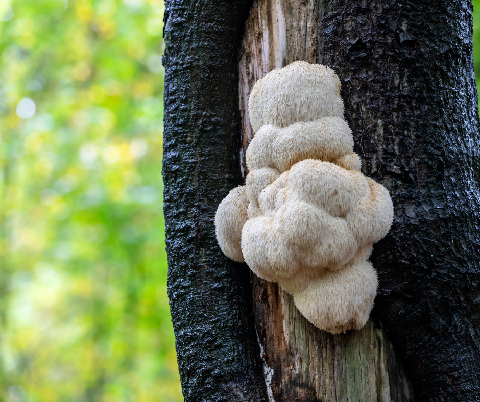 Lion’s Mane Mushroom For Pets: The Furry Brain Booster Everyone Should Know About